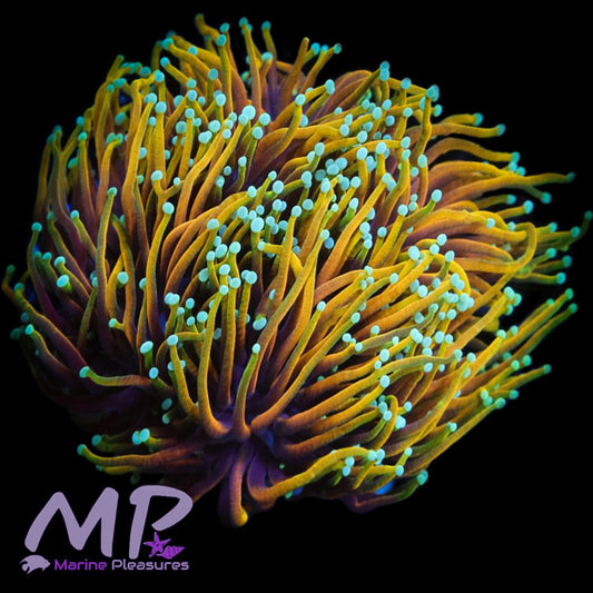 Indo Hellfire Ultra Torch Coral - (Cut to Order)