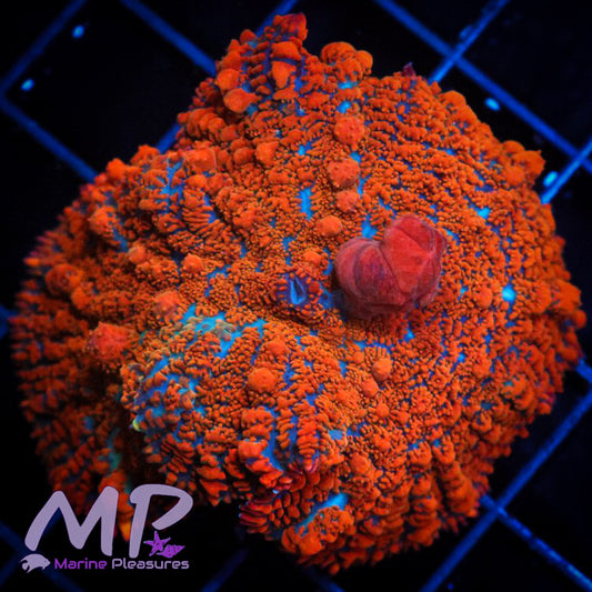 Superman Bounce Mushroom Coral