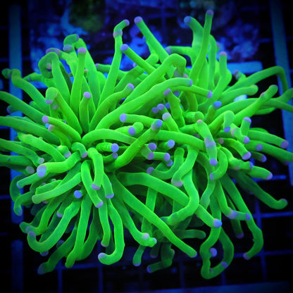 Cotton Candy Torch Coral - (Lg Double)