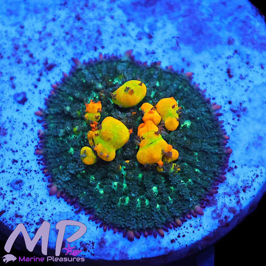 Og Bounce Mushroom Coral - (Natural Born)