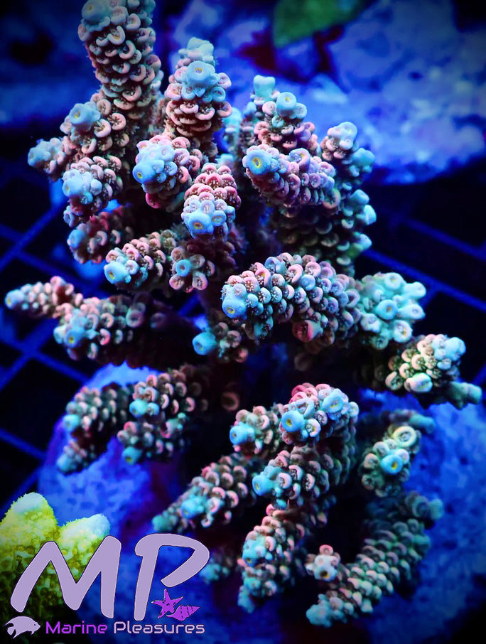 Pink and Blue Rainbow Tenuis Acropora Coral - (Colony)