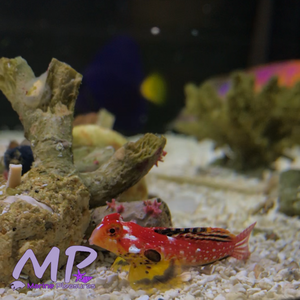 1.5" Ruby Red Dragonet - (Male)