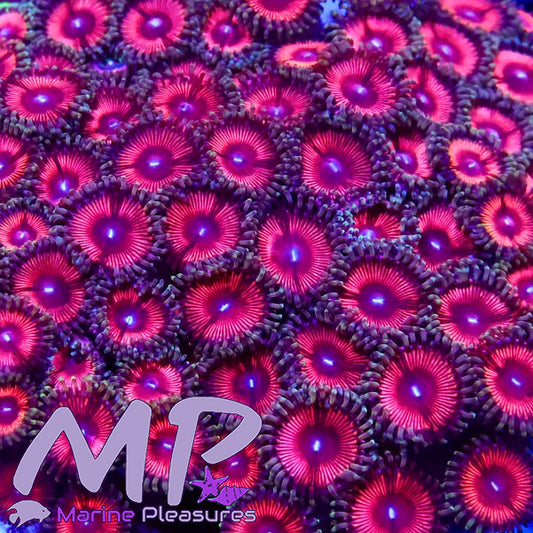 Pink Passion Zoanthids Colony
