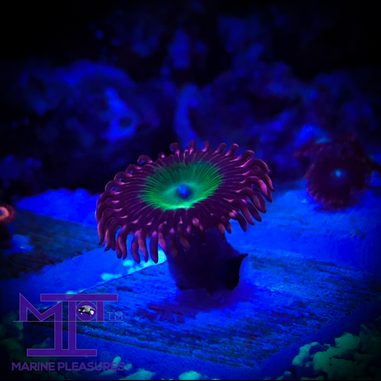 CB Omega Zoanthids - (1 Polyp)