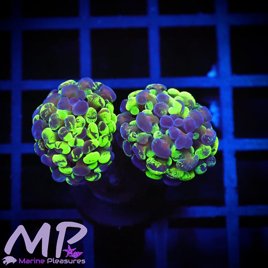 Tricolor Toxic Splatter Branching Hammer