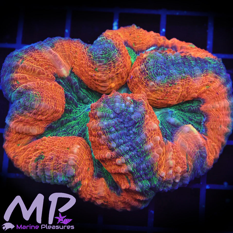 3" Orange Toxic Symphyllia Coral