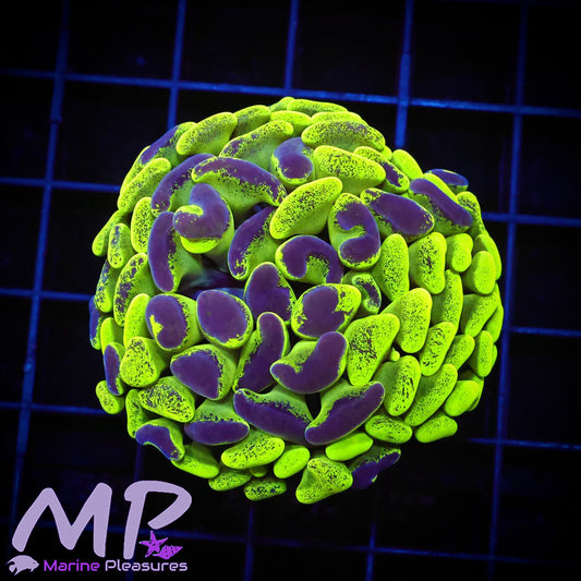 Purple Splatter Toxic Hammer Coral