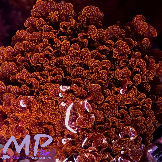Atomic Broccoli Macroalgae