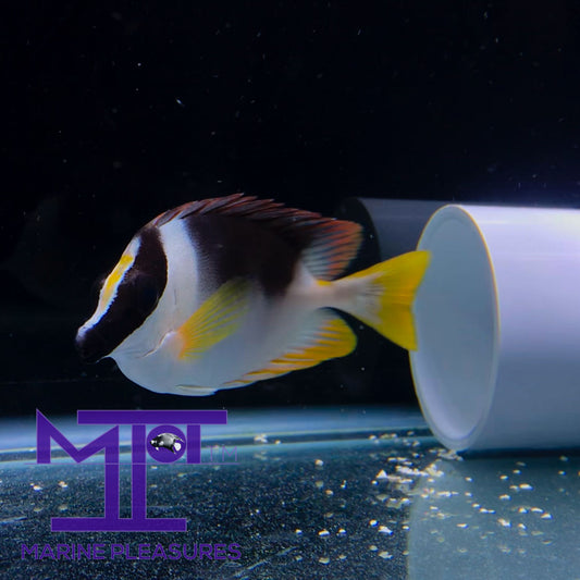 3.5" Magnificent Foxface Rabbitfish