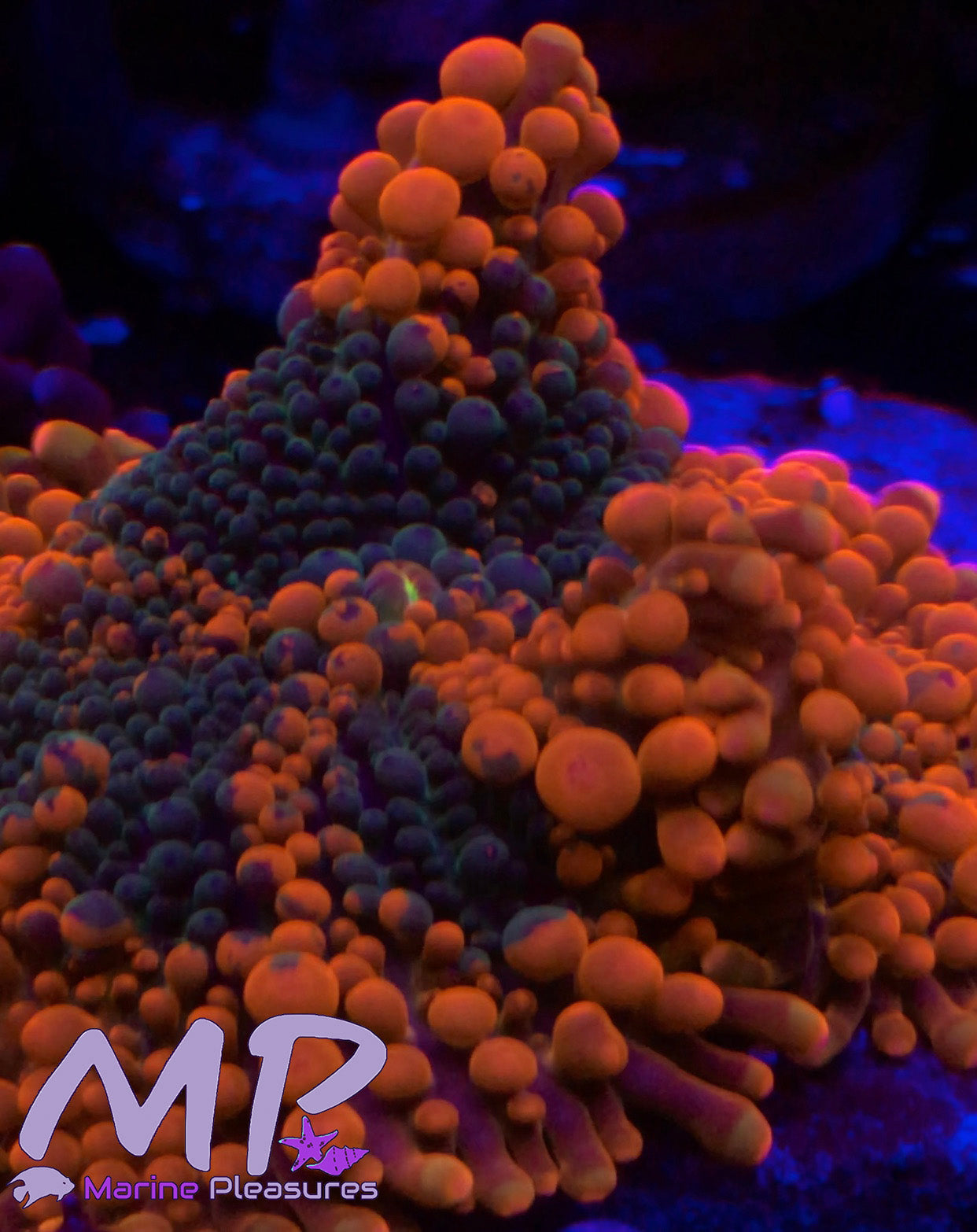 XL Orange Blast Ricordea Yuma Mushroom Coral