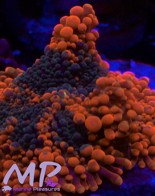 XL Orange Blast Ricordea Yuma Mushroom Coral
