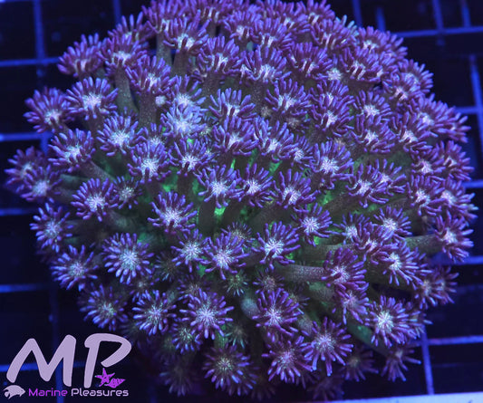 Glitter Bomb Goniopora Coral (Colony)