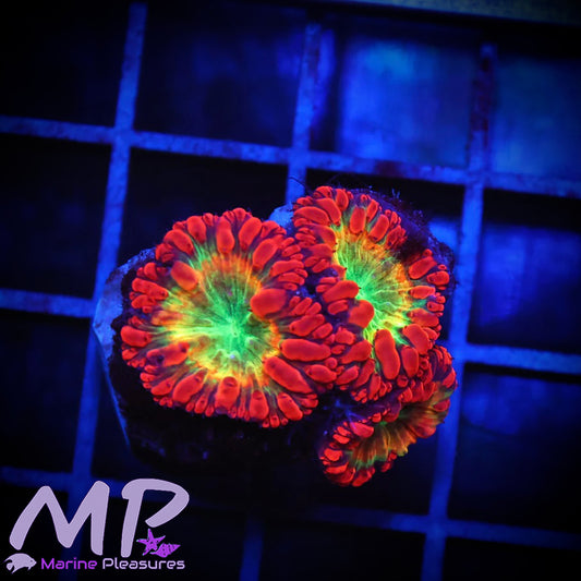 Rainbow Starfire Ultra Blastomussa Coral