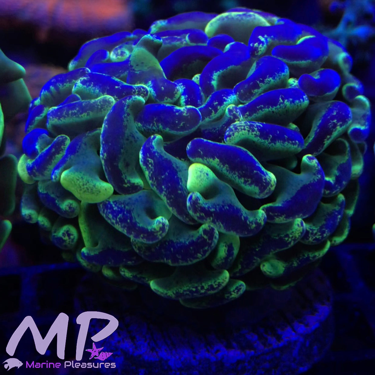 Splatter Toxic Branching Hammer Coral -
