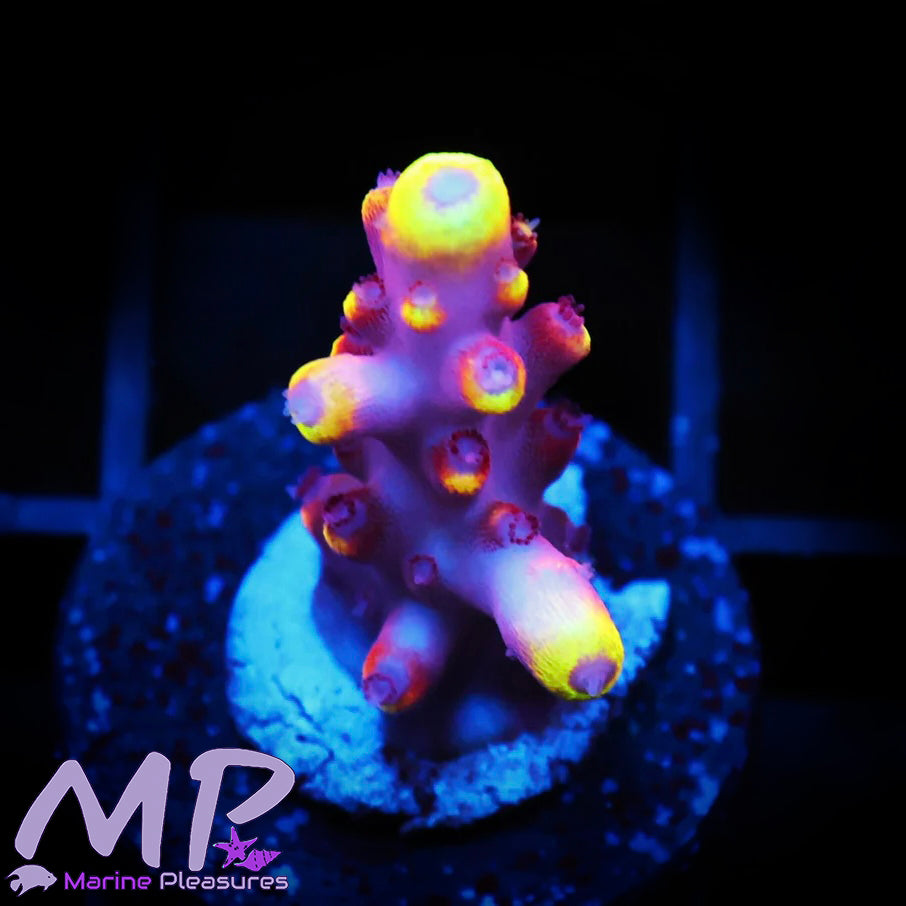 Fox Flame Acropora Frag