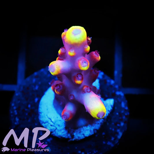 Fox Flame Acropora Frag