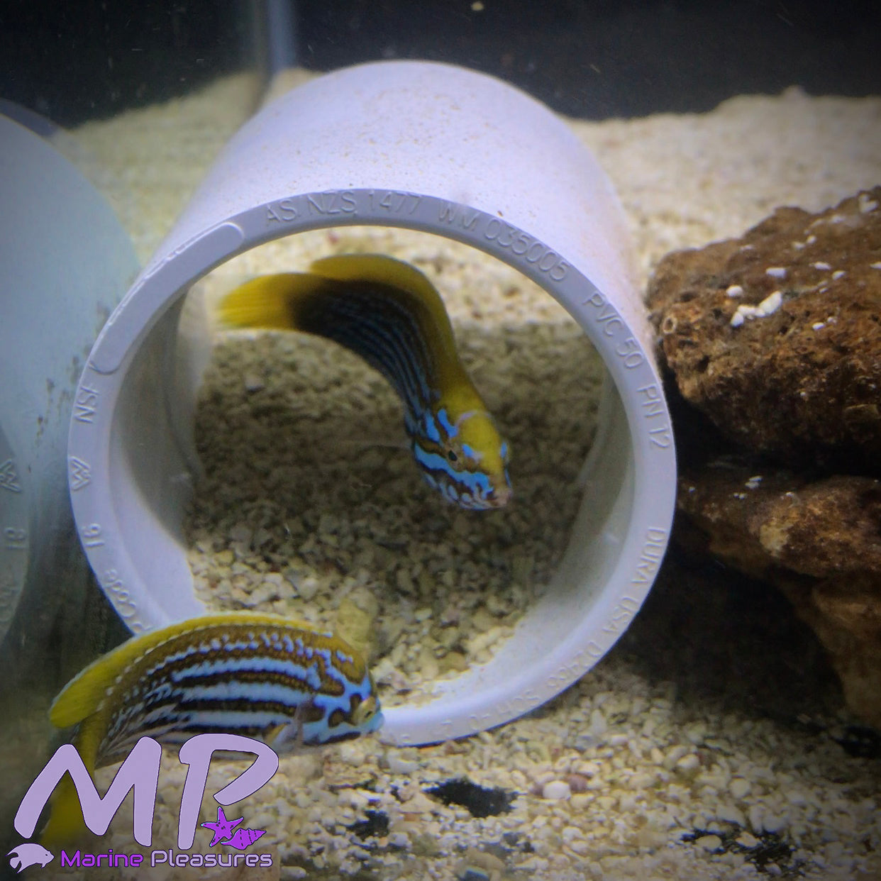 2.5" Anampses Lennardi Wrasse - Pair