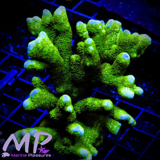 Black Forest Montipora Digi -(Xl Colony)
