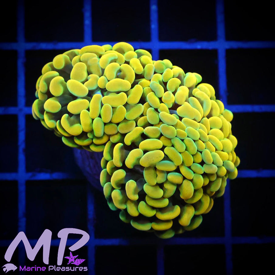 Willy Wonka Ultra Hammer Coral