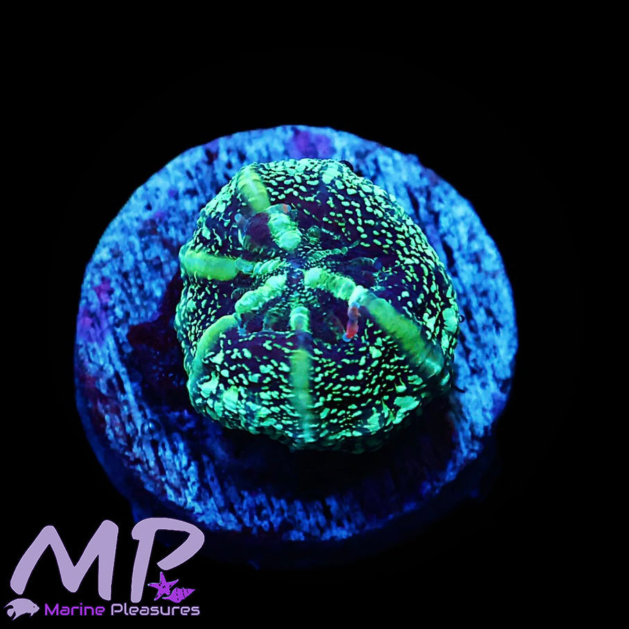 Tiny Matrix Acanthophyllia Coral