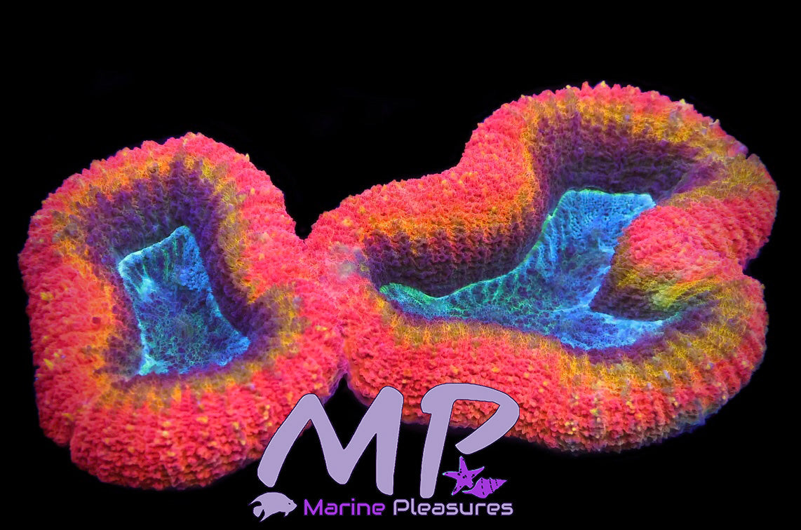 Rainbow Symphyllia Coral (Lg Colony)