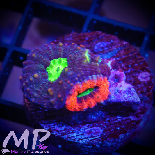 Lobophyllia Coral Spawn - (Double-headed)