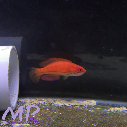 2.5" McCosker's flasher wrasse - (Male)