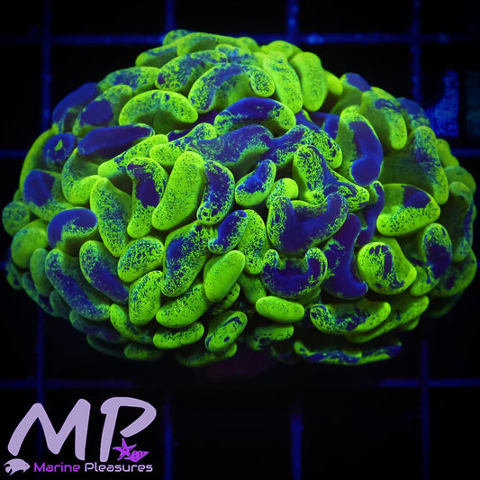 Reverse Toxic Splatter Branching Hammer Coral