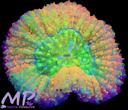 Holy Grail Symphyllia Coral
