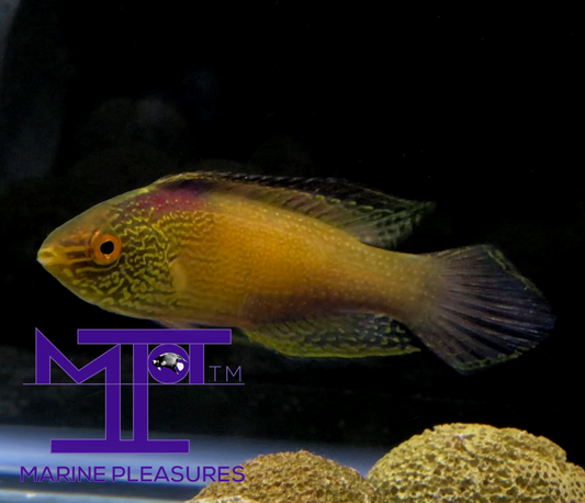 Golden Rhomboid Fairy Wrasse - (Male)