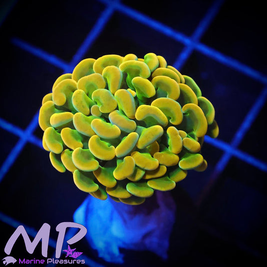 Aussie Grail Hammer Coral