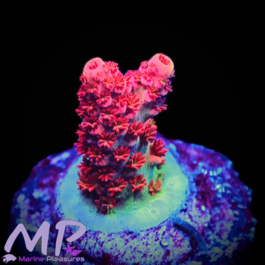 Blue Dream Acropora Coral