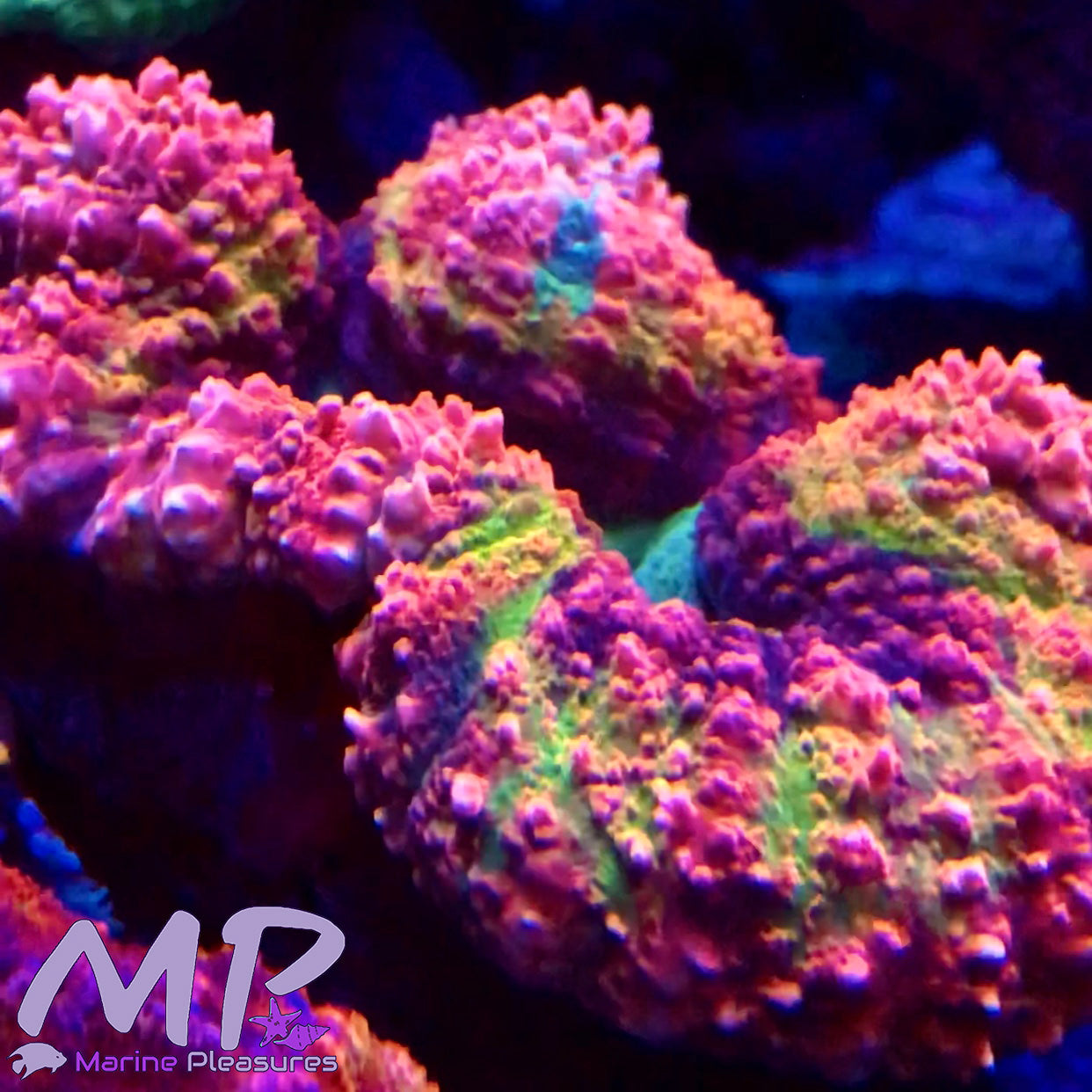 Ultra Rainbow Symphyllia Coral