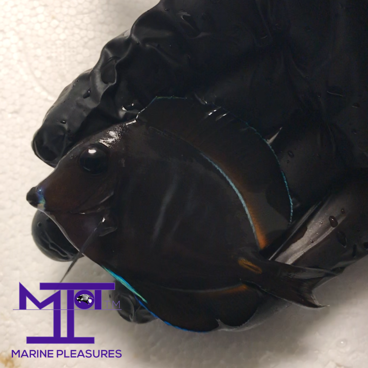 Juvenile Achilles Tang