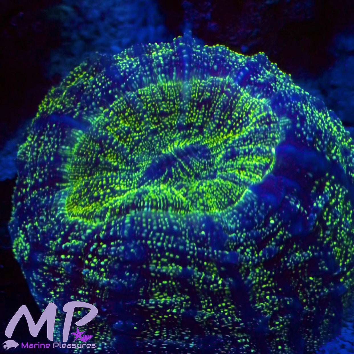 3" Glitter Bomb Acanthophyllia Coral