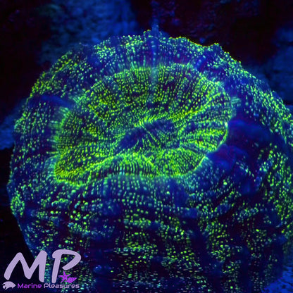 3" Glitter Bomb Acanthophyllia Coral