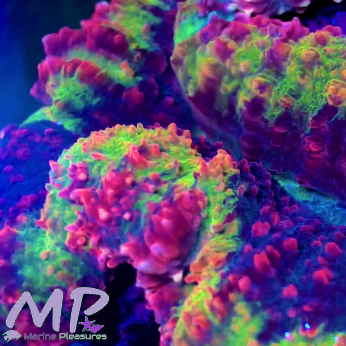 Ultra Rainbow Symphyllia Coral