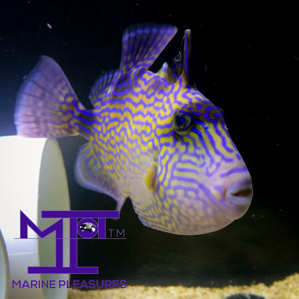 5" Blue Lined Triggerfish