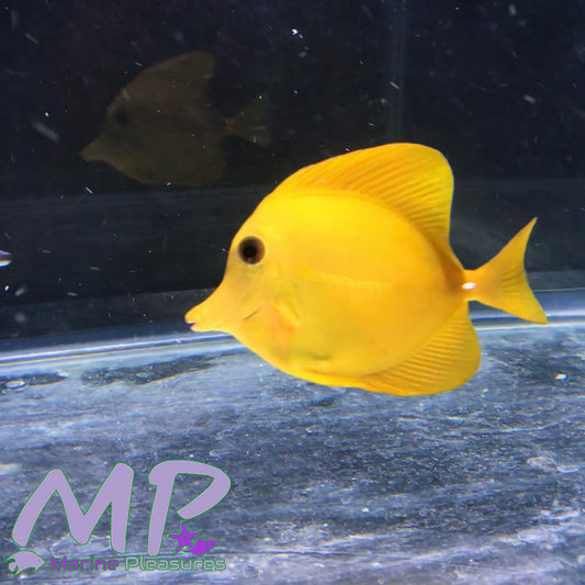 Super Xanthic Yellow Scopas Tang