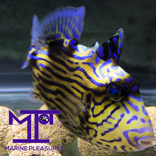 3" Bluelined Triggerfish