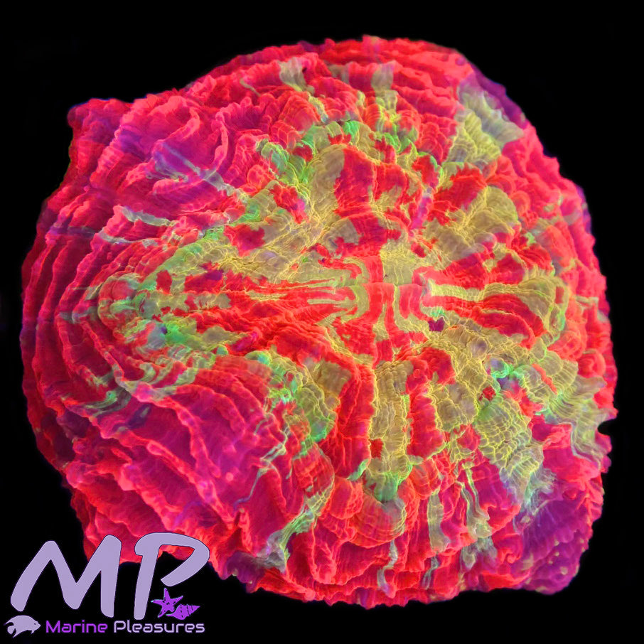 3.5" Laffy Taffy Ultra Acanthophyllia Coral