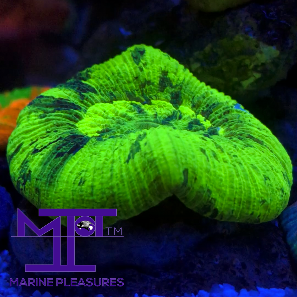 Aussie Ultra Neon Nano Trachyphyllia