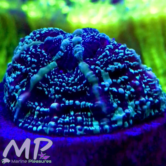 Aussie Acanthophyllia Spawn Coral