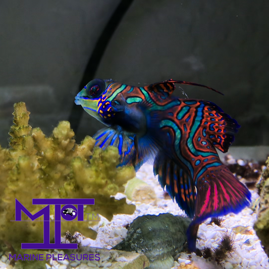 Green/Blue Mandarin Dragonet - Male