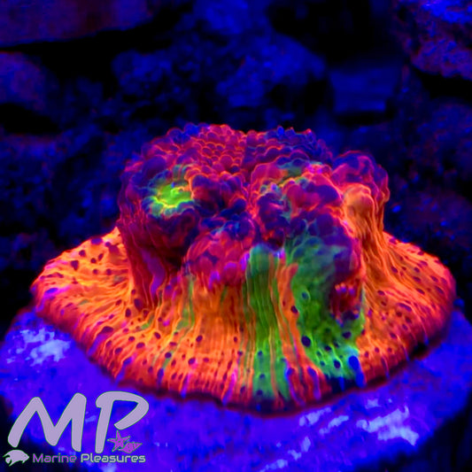 CDU Gucci Chalice Coral -