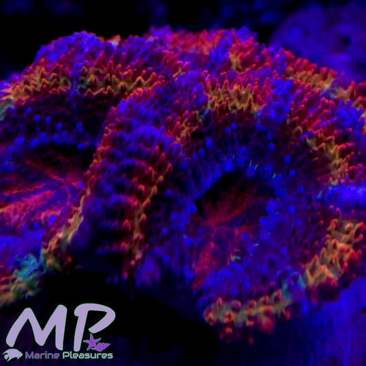 Ultra Rainbow Acan Lord