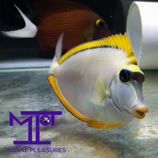 3" Blonde Naso Tang - (Juvenile)