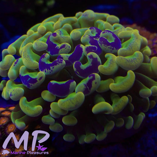 Aussie Holy Grail Hammer Coral