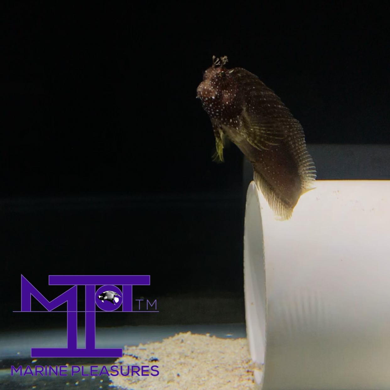 2.5" Starry Blenny