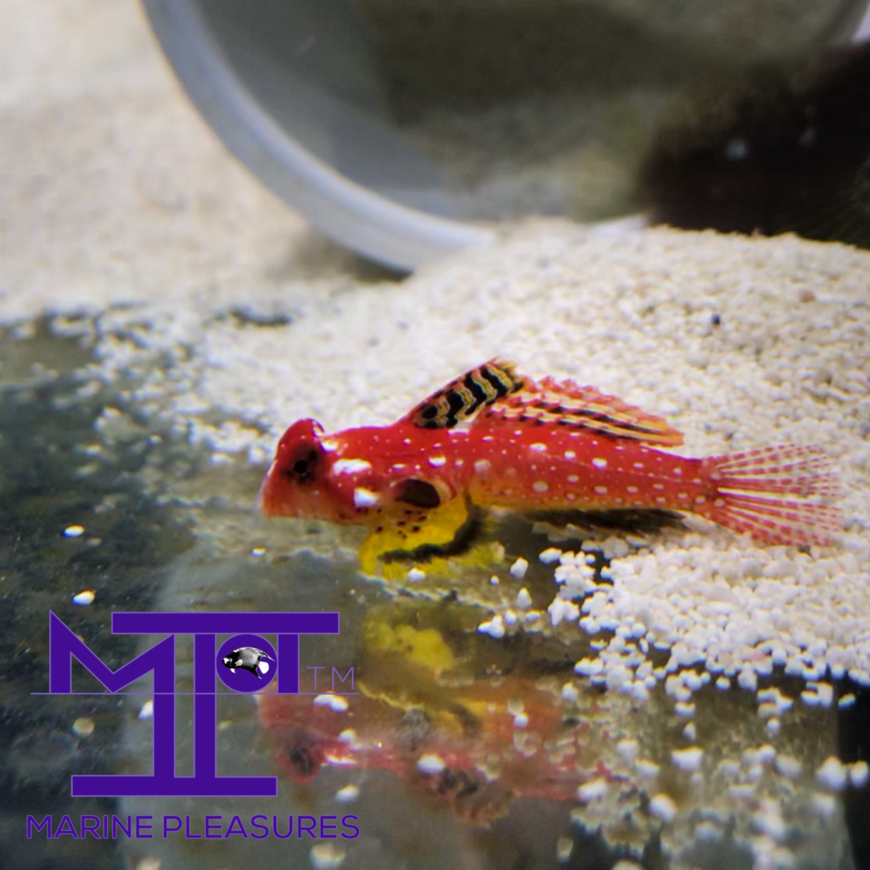 Ruby Red Dragonet - (Male)